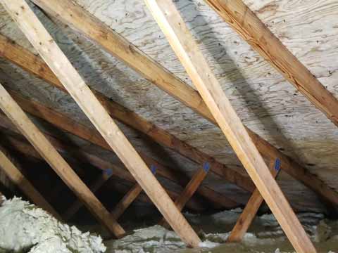 Black Mould Attic Removal After