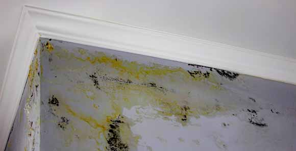 Indoor Air Quality Testing For Mould Spores, Moisture, Humidity, Mildew In Home