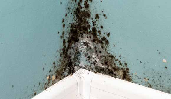 Moisture and mildew fungus mould spores for removal.