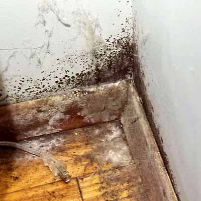 Types of house mould & the health risks involved.