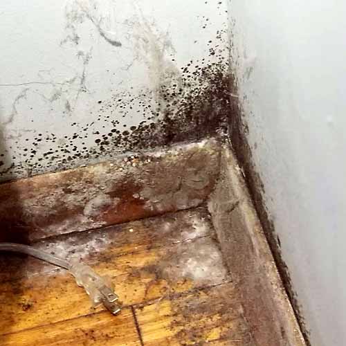 Types of house mould & the health risks involved.